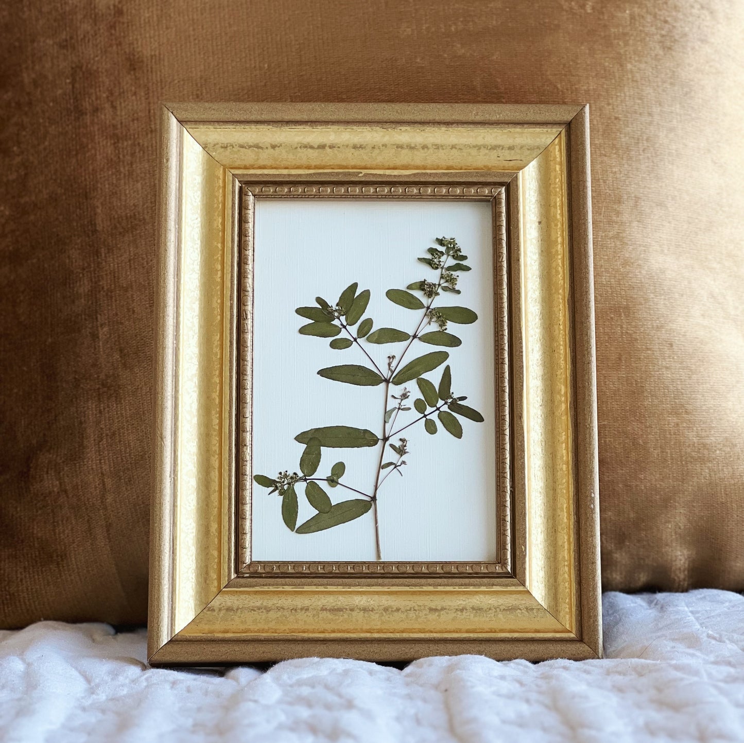 Nodding Spurge in Vintage/Thrifted Gold Frame