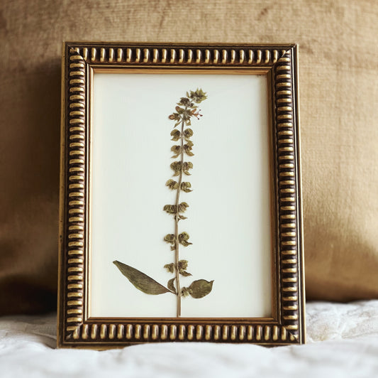 Basil Flower In Thrifted/Vintage Gold Frame