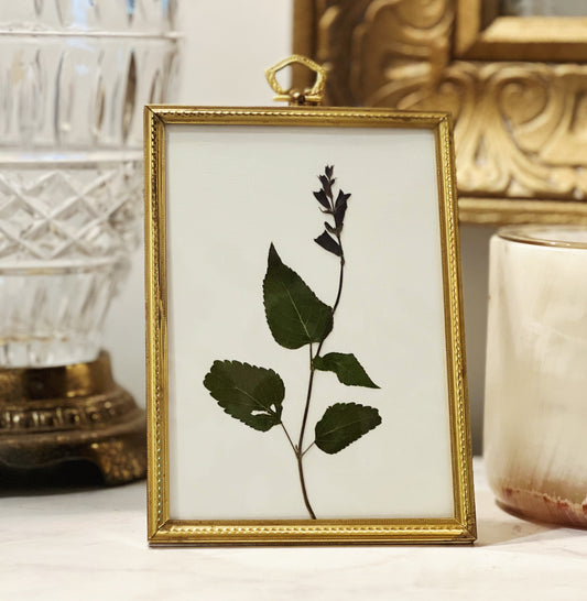 Salvia Arizonica in a Vintage/Antique Gold Frame