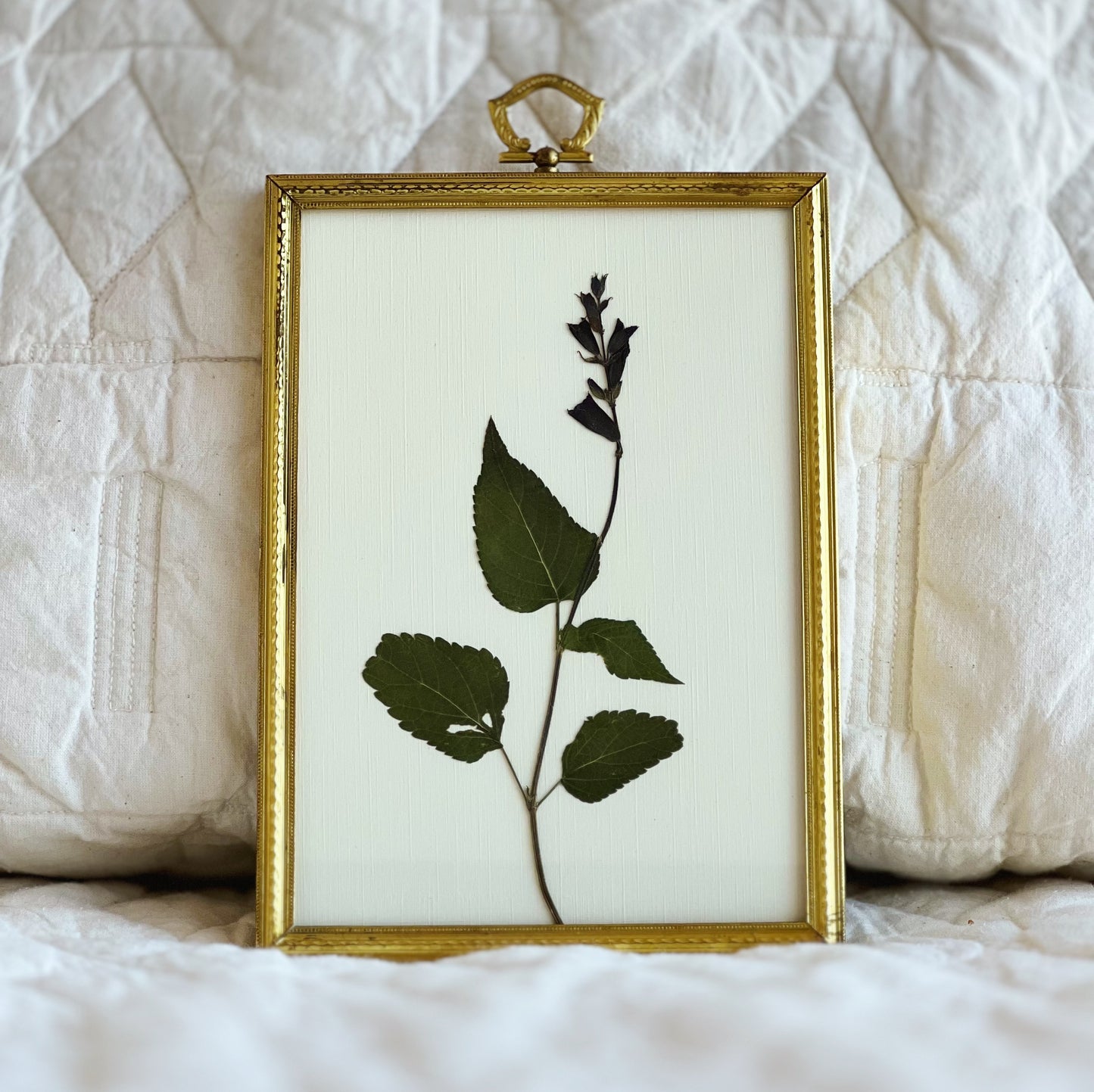 Salvia Arizonica in a Vintage/Antique Gold Frame