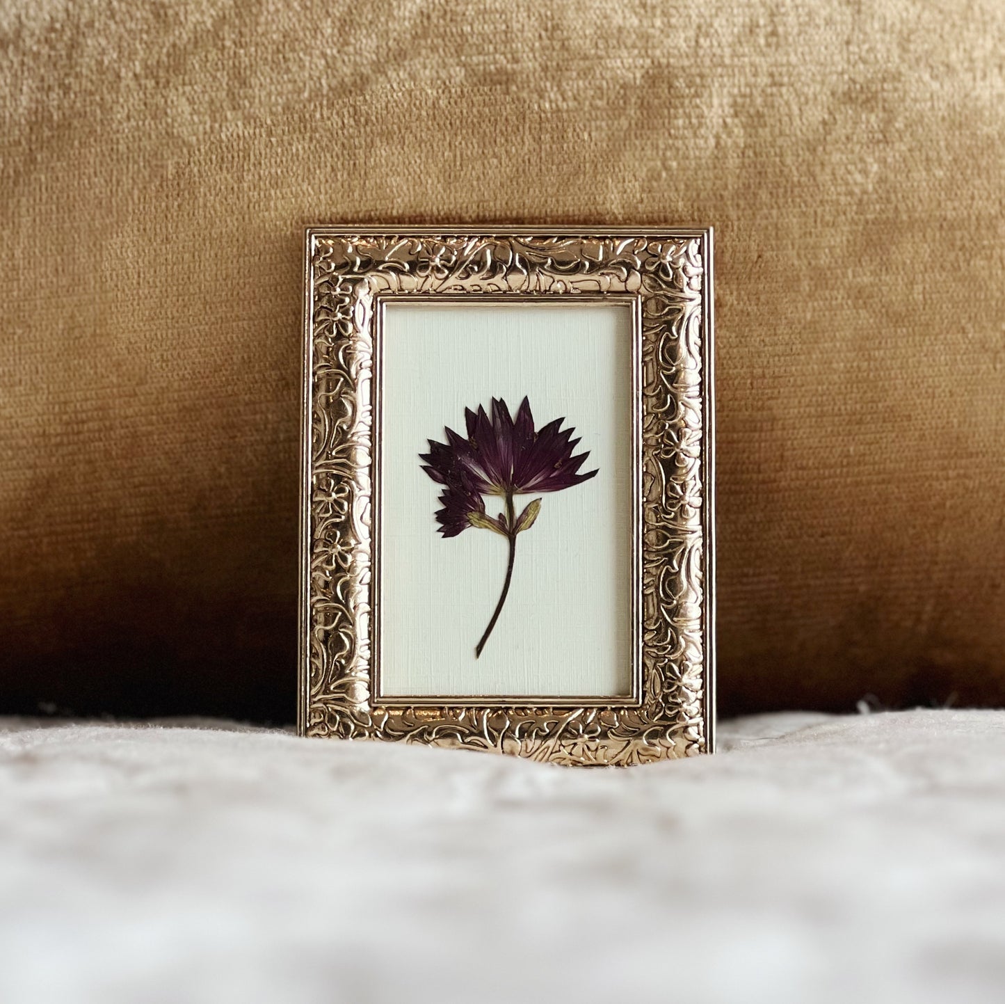 Astrantia Flower in a Small Gold Frame