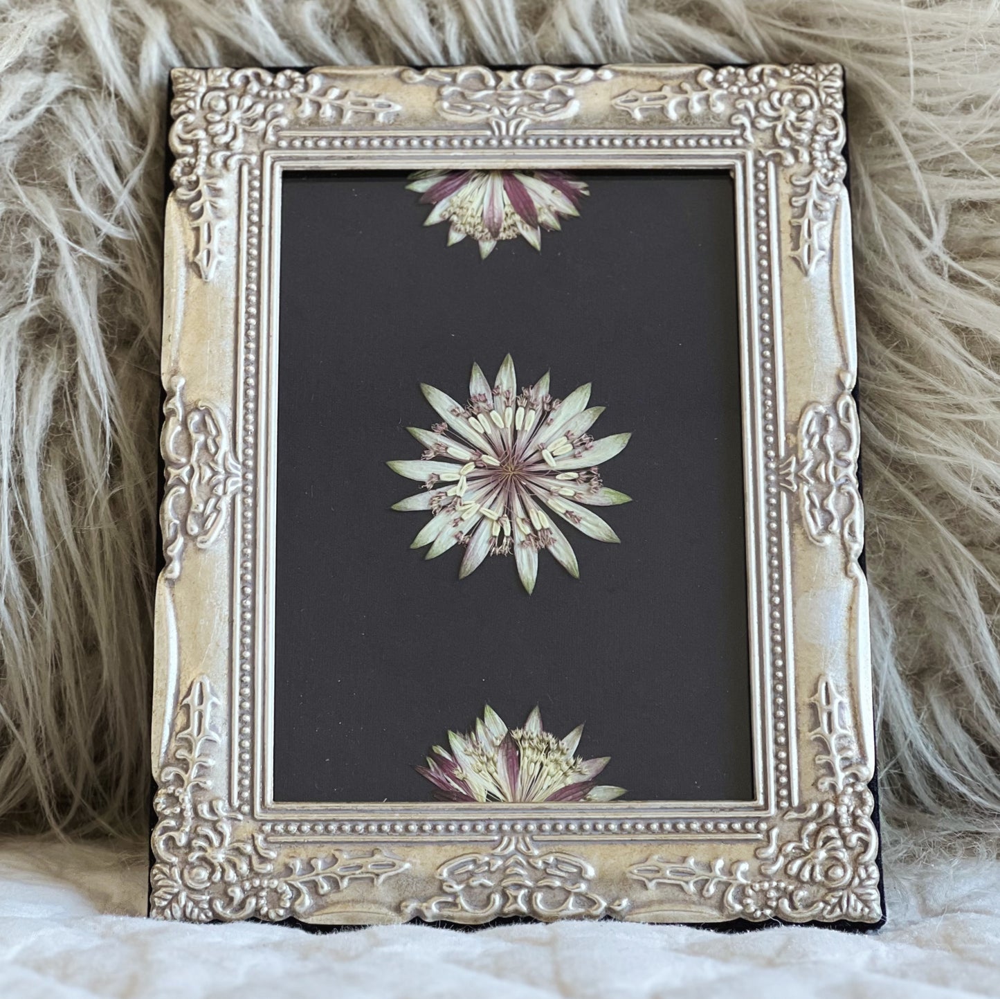 Astrantia Flowers in a Thrifted/Vintage Silver Frame