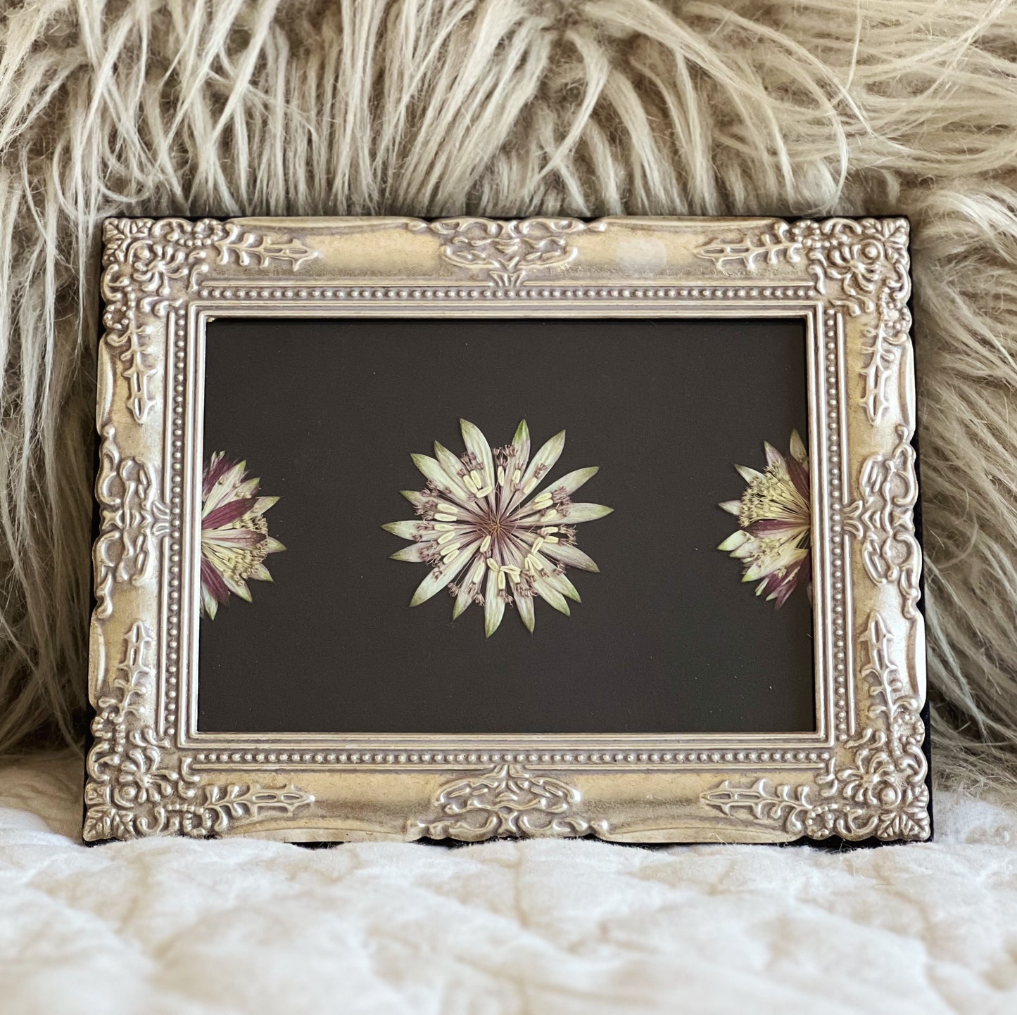 Astrantia Flowers in a Thrifted/Vintage Silver Frame