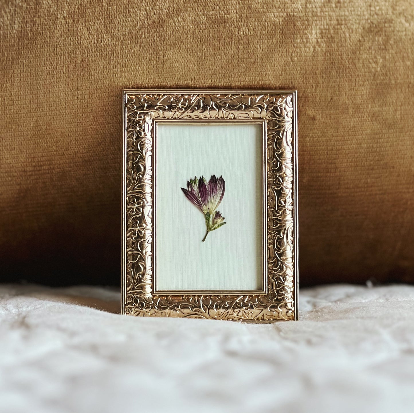 Astrantia Flower in a Small Gold Frame