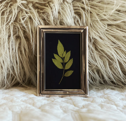 Tecoma Leaf in a Silver Vintage/Thrifted Frame