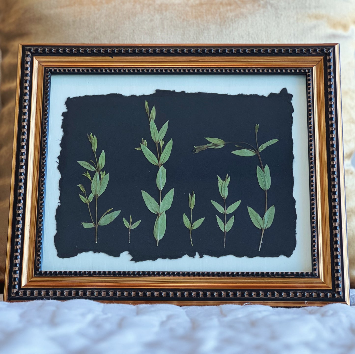 Parvifolia Eucalyptus Leaves in a Vintage/Thrifted Black and Gold Frame